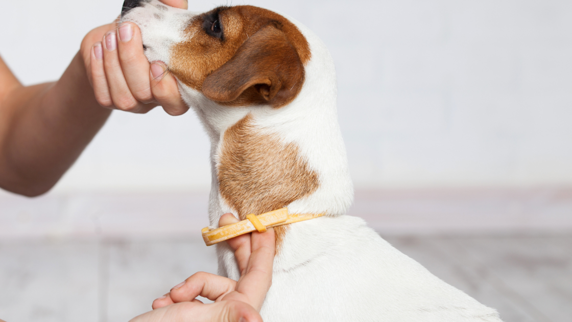 Bio store flea collar